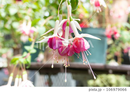 踊る小花「フクシア」 106979066