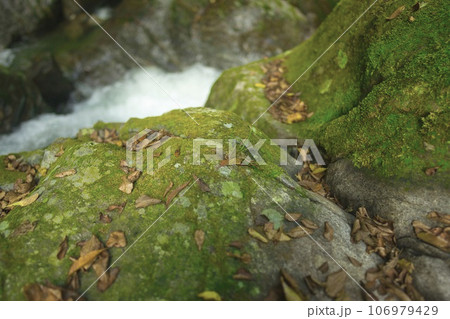 渓流と岩に張り付く苔 106979429