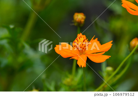 鮮やかなオレンジ色のキバナコスモス 106979512