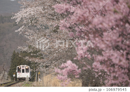 牡丹桜と会津鉄道 106979545
