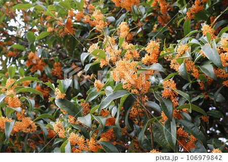 キンモクセイの花びら osmanthus fragrans 106979842