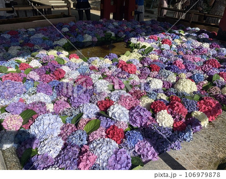 太宰府天満宮より、鮮やかなアジサイの手水 太宰府天満宮より、鮮やかなアジサイの手水 106979878