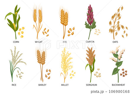 Set of cereals, grain plants. Wheat, rye, oats, rice, buckwheat, corn, quinoa, sorghum, barley, millet, spikelets. Harvest, agriculture. Illustration, vector Set of cereals, grain plants. Wheat, rye, oats, rice, buckwheat, corn, quinoa, sorghum, barley, millet, spikelets. Harvest, agriculture. Illustration, vector 106980168