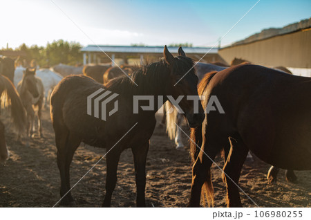 Beautiful horses in the corral in the evening sunset time 106980255
