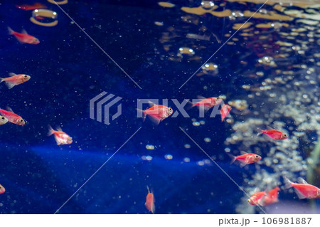 Ornamental fish in blue water in an aquarium 106981887