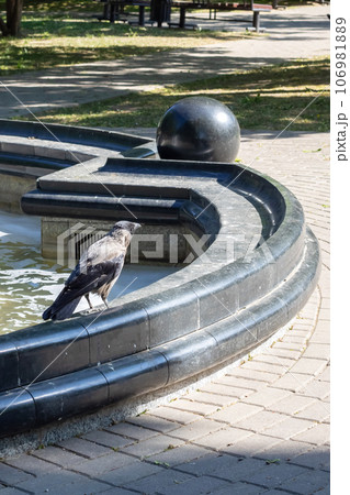 A crow sits on the edge of the fountain A crow sits on the edge of the fountain 106981889