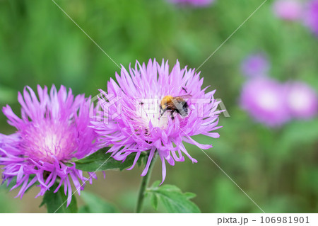 One bumblebee on a purple flower closeup 106981901