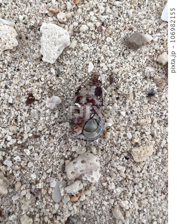 Different seashells on sandy beach. Thailand 106982155