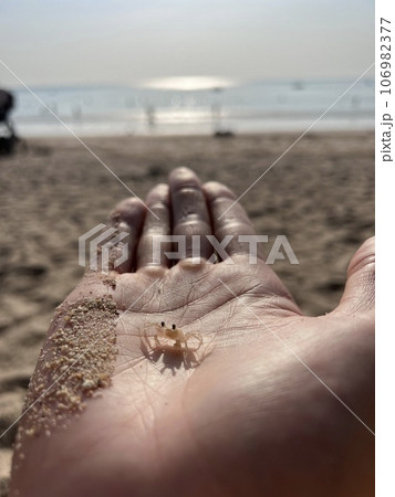 Small soldier crab Mictyris juvenile on a hand in sunshine clear water beach in Thailand 106982377