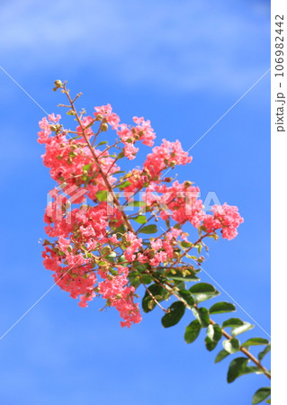 青空に伸びるピンク色のサルスベリ花 青空に伸びるピンク色のサルスベリ花 106982442