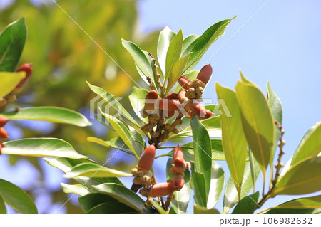 色づいたマテバシイの実 106982632