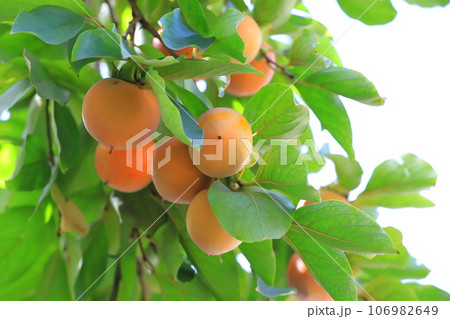 色づき始めた柿の実 色づき始めた柿の実 106982649