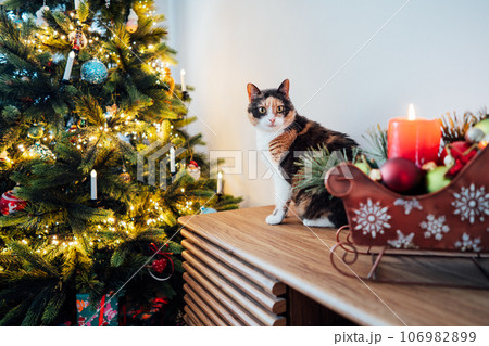 Multicolored cat with big guiltless eyes sits on the cabinet near a Christmas tree and poses for the photographer. Winter holidays with domestic pet at home. Selective focus 106982899