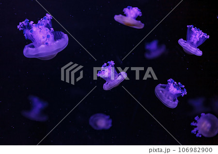 macro shooting under water mediterranean jellyfish 106982900