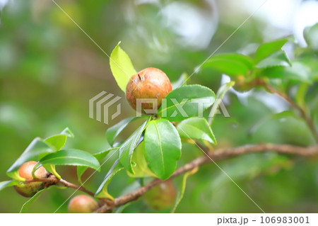 赤く色づいた山茶花(サザンカ)の実 赤く色づいた山茶花(サザンカ)の実 106983001
