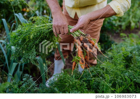 Close-up of a fresh carrot pulled straight from the ground. 106983073