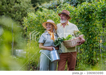 Beautiful senior couple holding a wooden crate filled with the harvested crop. Beautiful senior couple holding a wooden crate filled with the harvested crop. 106983090