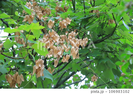 たくさん実った青桐（アオギリ）の種子 106983102