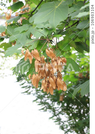 たくさん実った青桐（アオギリ）の種子 106983104