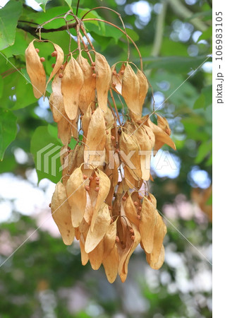 たくさん実った青桐（アオギリ）の種子 106983105