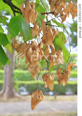 たくさん実った青桐(アオギリ)の種子 たくさん実った青桐(アオギリ)の種子 106983109