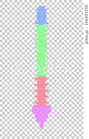 Simple illustration of a normal spine Simple illustration of a normal spine 106983398
