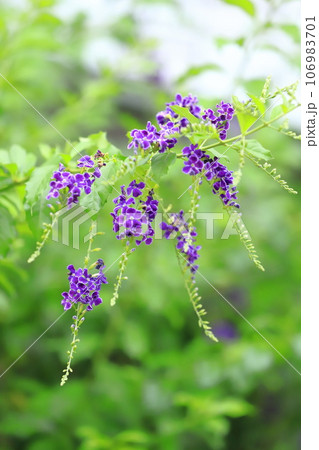 紫色のデュランタの花 106983701