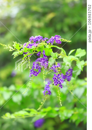 紫色のデュランタの花 106983702