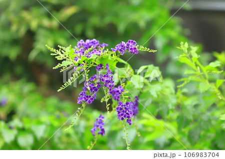 紫色のデュランタの花 紫色のデュランタの花 106983704