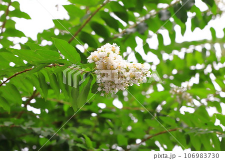 白いサルスベリ花 白いサルスベリ花 106983730