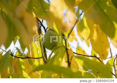 Asimina fruit ripening on a tree Asimina fruit ripening on a tree 106984154