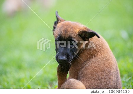 Belgian malinois puppy licking her paw Belgian malinois puppy licking her paw 106984159