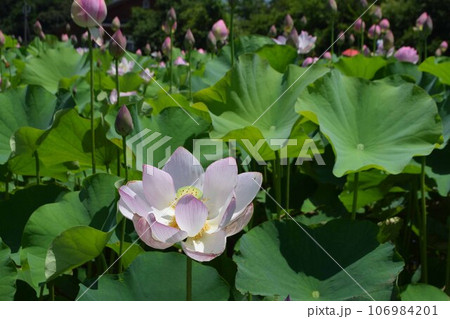 蓮畑に咲く蓮の花 106984201