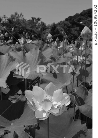 蓮畑に咲く蓮の花 106984202