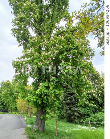 Blooming chestnut tree in the park. European Park Blooming chestnut tree in the park. European Park 106984206