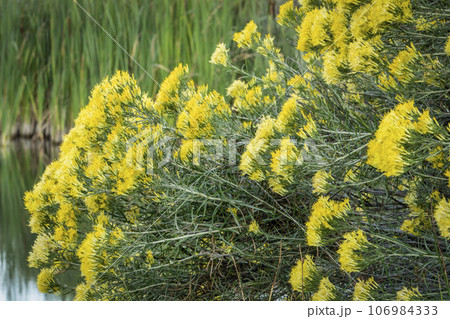 yellow flowers of rabbitbrush on lake shore in middle of September in Colorado 106984333