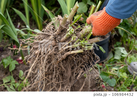 Hands hold dahlia tubers, just dug out of the ground for winter storage. Hands hold dahlia tubers, just dug out of the ground for winter storage. 106984432