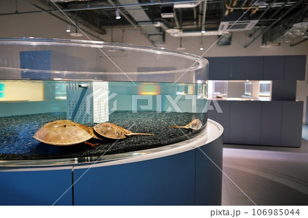 moyuk SAPPORO内にある水族館『AOAO SAPPORO（アオアオ サッポロ）』 106985044