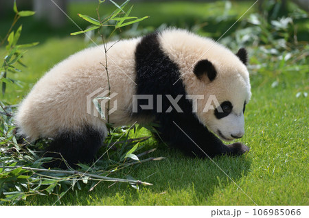 お散歩中の優浜 106985066