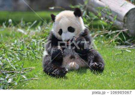 竹をかじって遊ぶ優浜 106985067