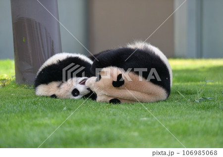 良浜ママをかじって遊ぶ優浜 106985068