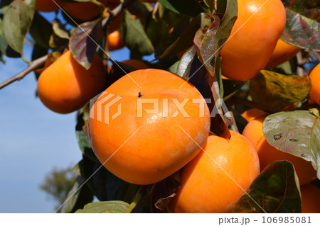 オレンジ色の柿の実 オレンジ色の柿の実 106985081