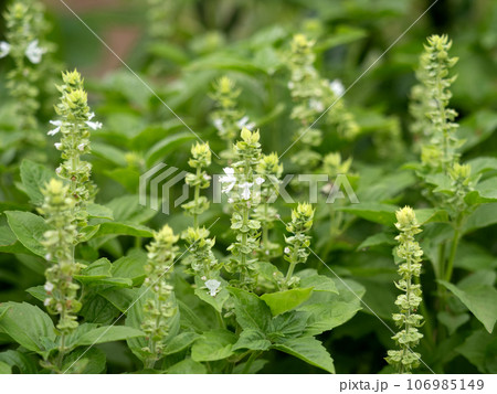 バジルの花 バジルの花 106985149