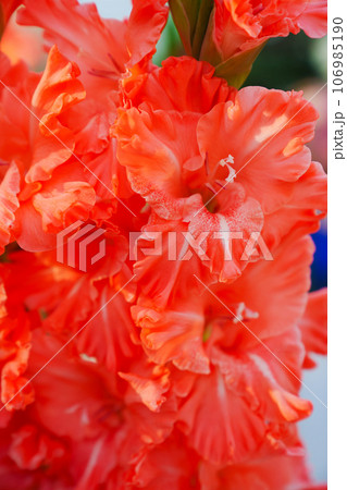close-up. Bright beautiful gladiolus flower. 106985190