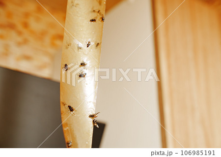 Adhesive tape from flies. An effective tool for controlling insects indoors. Adhesive tape from flies. An effective tool for controlling insects indoors. 106985191