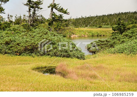 八幡平の植物  106985259