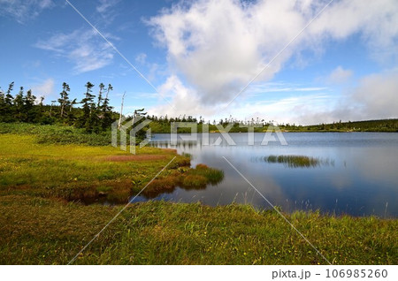 八幡平の植物  106985260