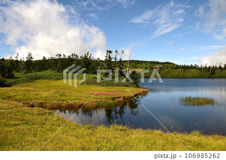 八幡平の植物  106985262