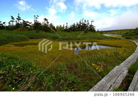 八幡平の植物  106985266