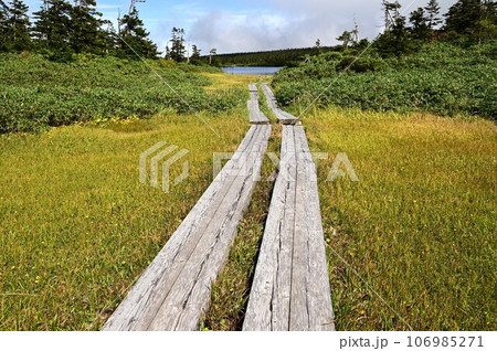 八幡平の植物  106985271